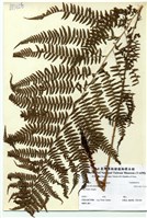 藏品(蹄蓋蕨(夫人蕨))的圖片